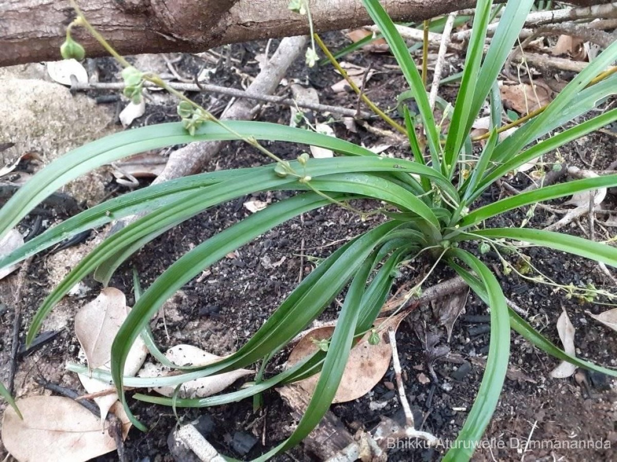 Chlorophytum laxum R.Br.